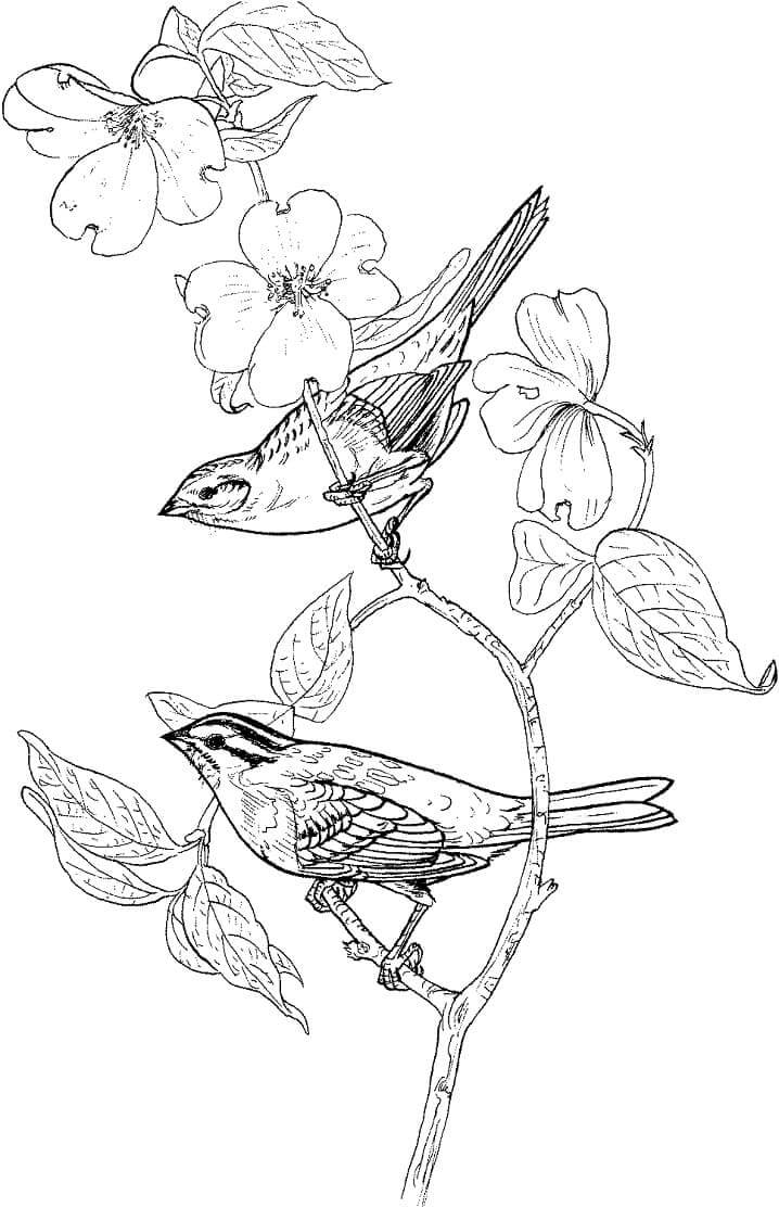 dibujo dos gorriones cantores para colorear
