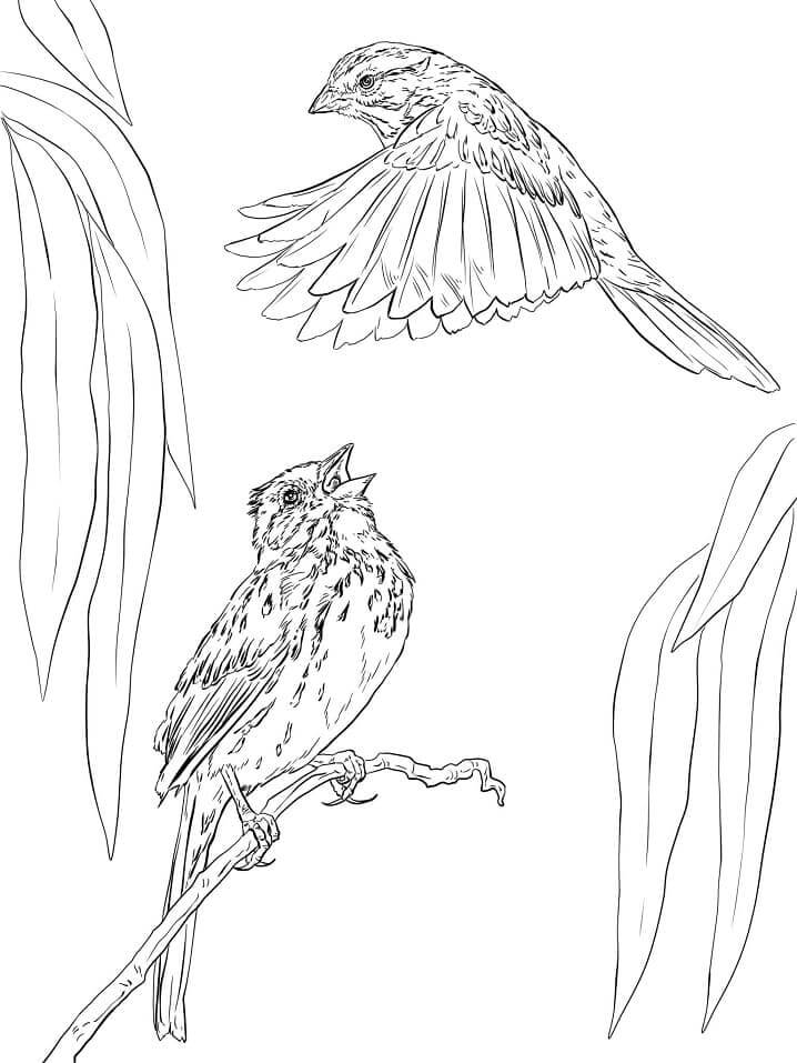 dibujo dos gorriones de pie y volando para colorear