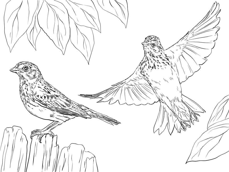 dibujo dos gorriones para colorear