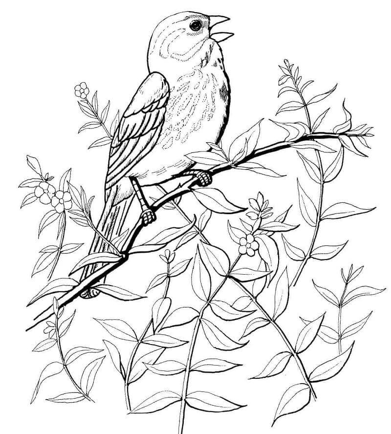dibujo gorrion comiendo gusano para colorear