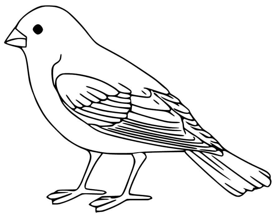 dibujo gorrion de dibujos animados volando para colorear
