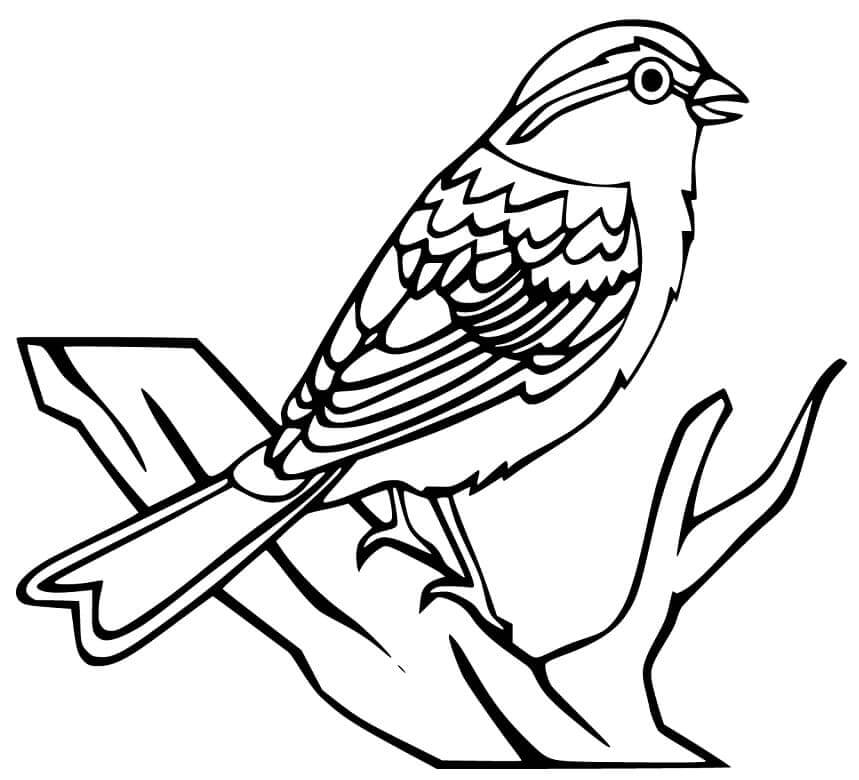 dibujo gorrion de pie para colorear
