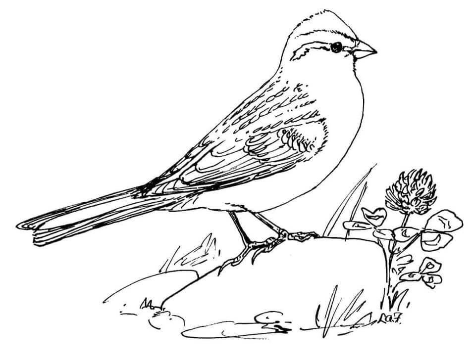 dibujo gorrion de vesper para colorear