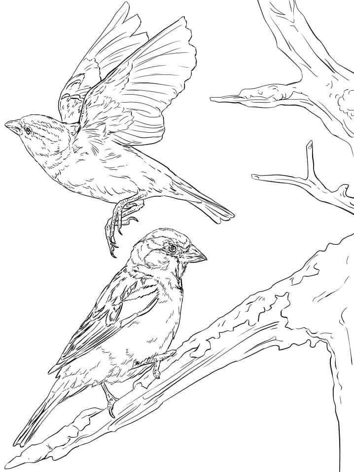dibujo gorrion en la rama de un arbol para colorear
