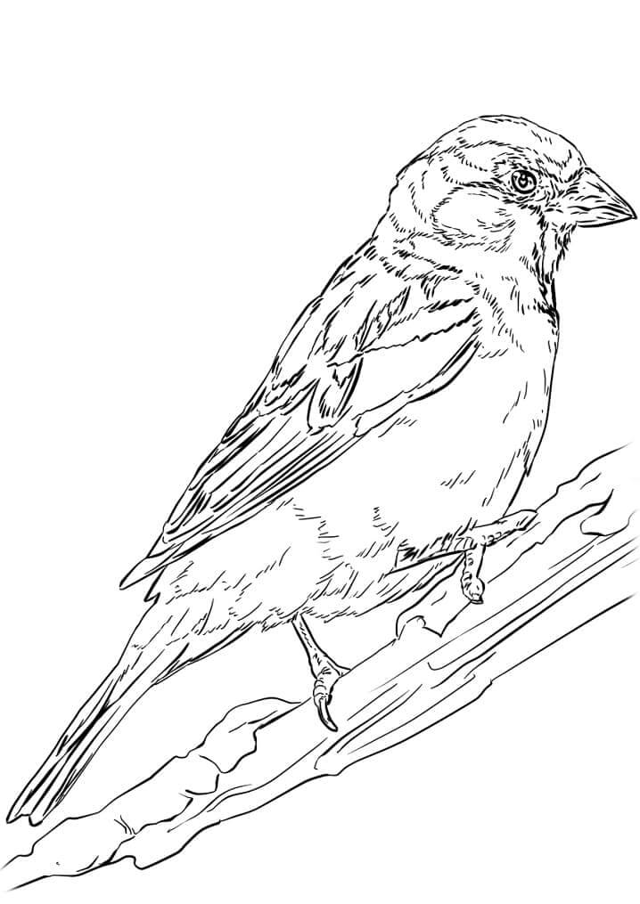 dibujo gorrion en piedra para colorear