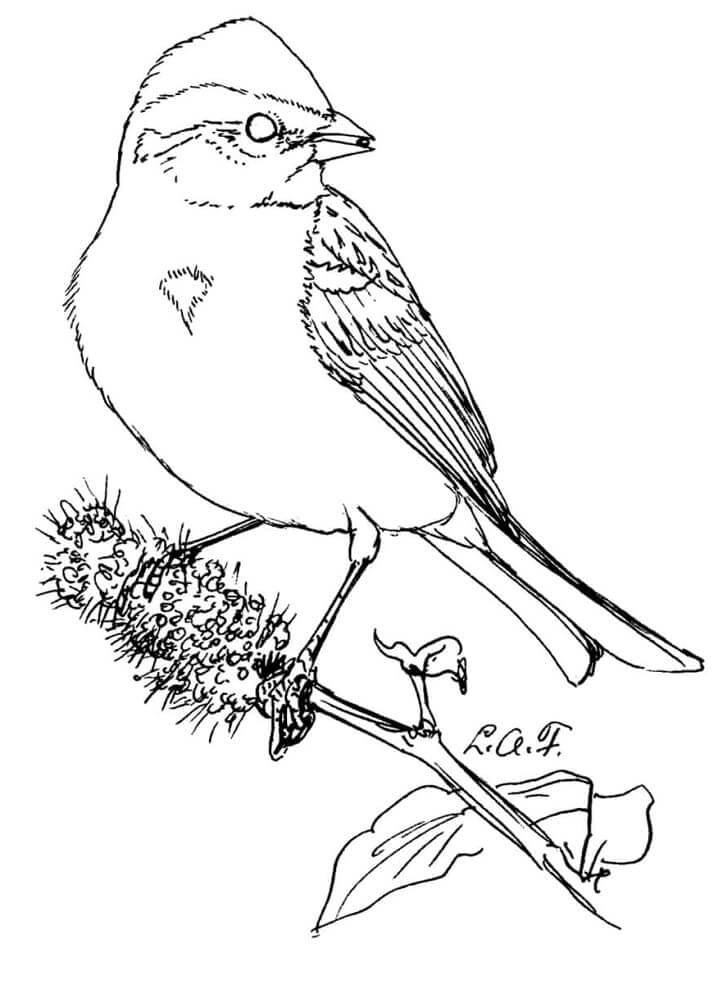 dibujo gorrion en un arbol para colorear