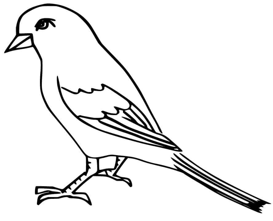 dibujo gorrion imprimible para colorear