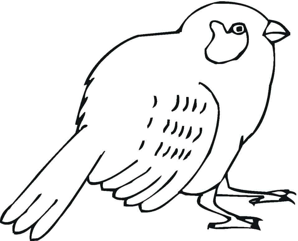 dibujo gorrion ingles volando para colorear