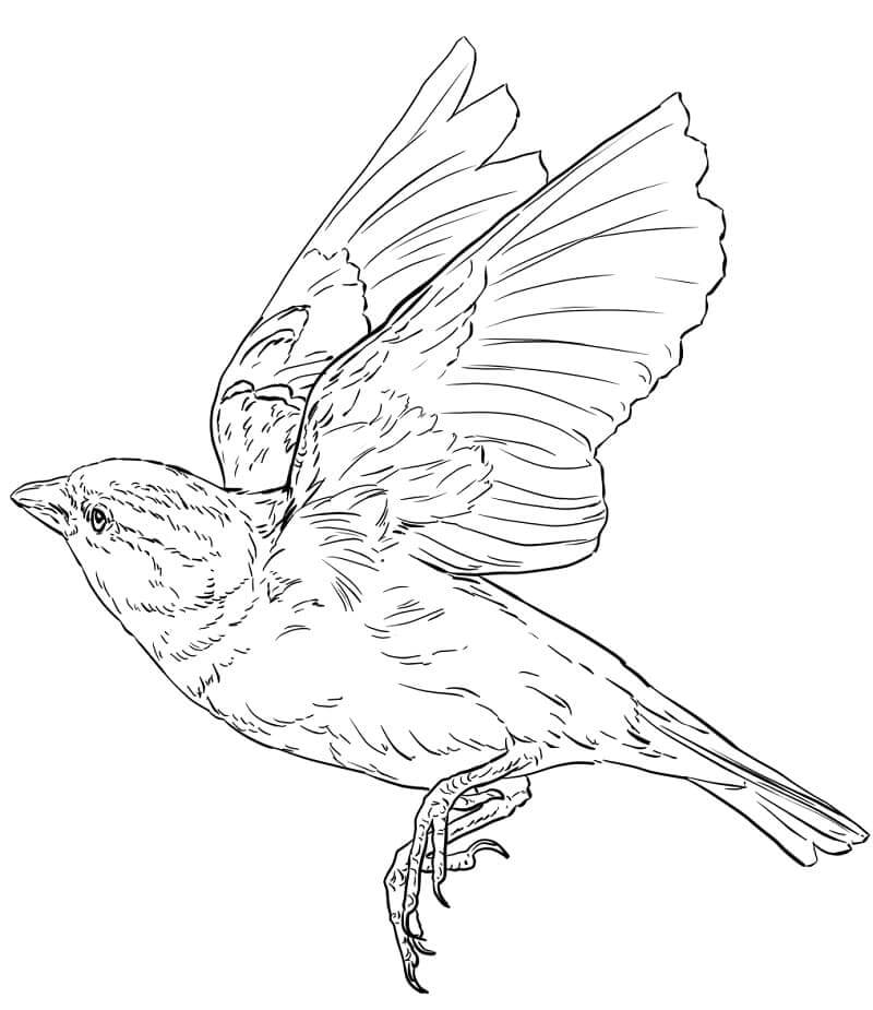 dibujo gorrion kawaii para colorear