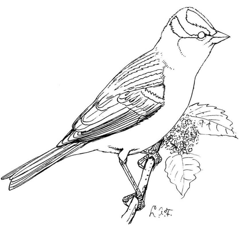 dibujo gorrion libre para colorear