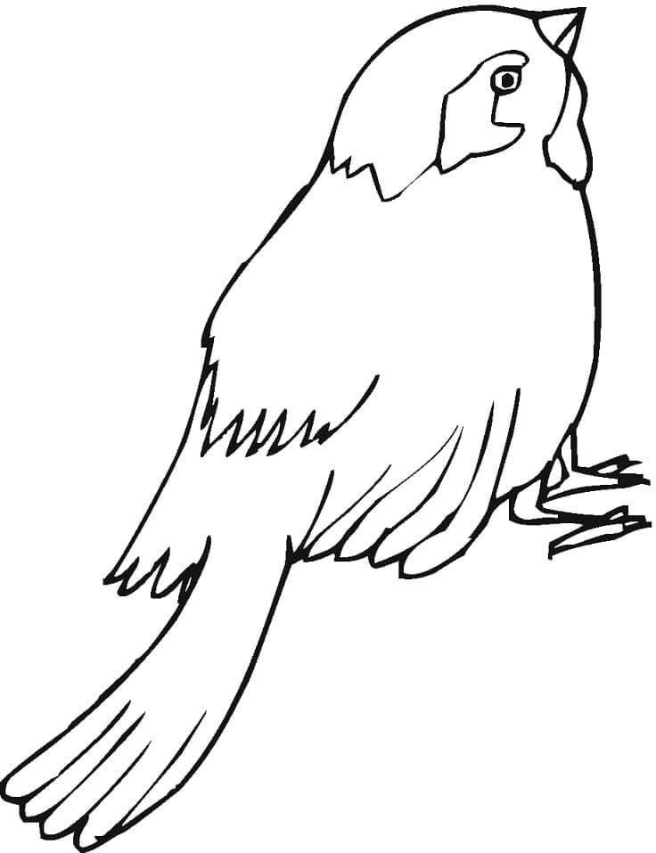 dibujo gorrion lindo para colorear