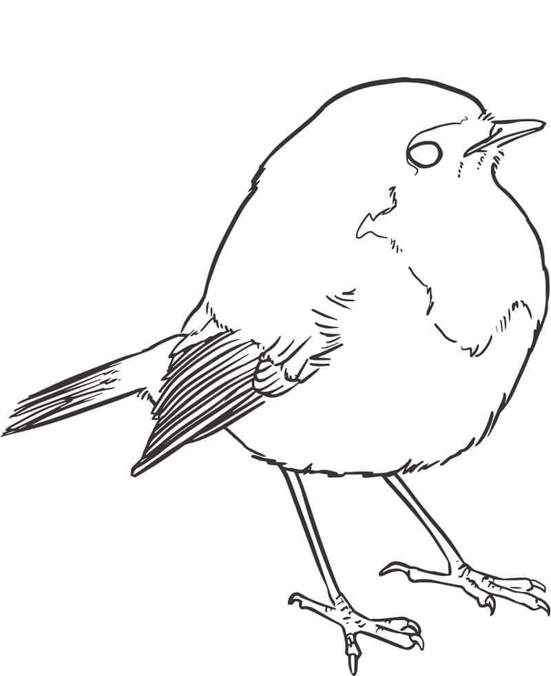 dibujo gorrion normal para colorear