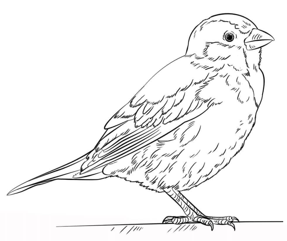 dibujo gorrion simple para colorear