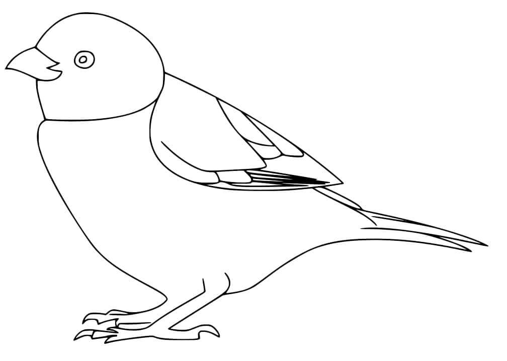 dibujo gorrion volando para colorear