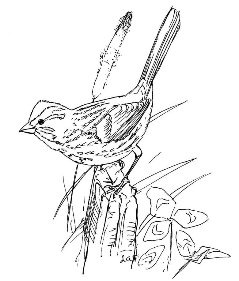 dibujo pajaro gorrion para colorear