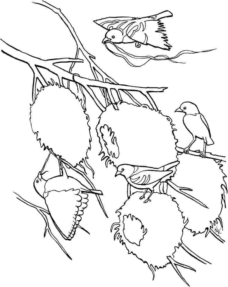 dibujo pajaro tejedor de aldea para colorear