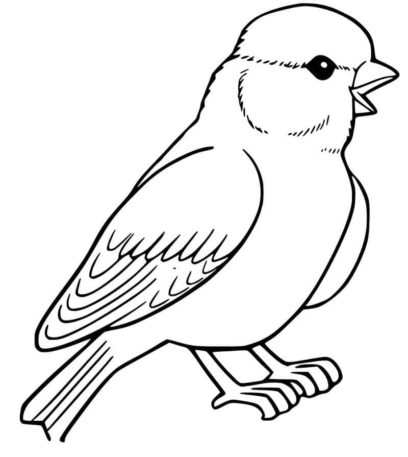 dibujo pequeno gorrion de pie para colorear