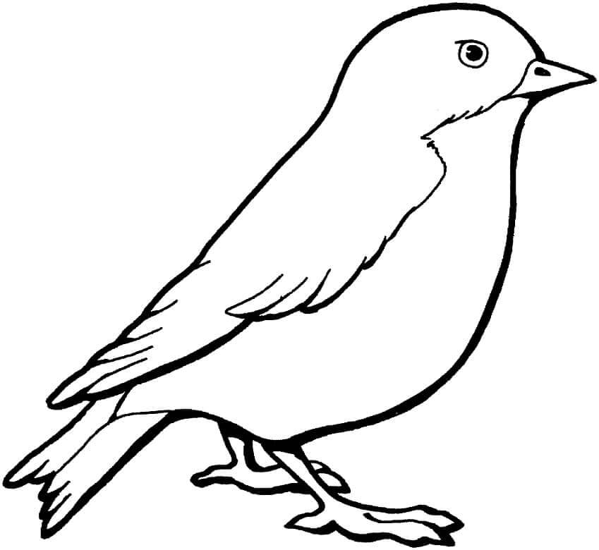 dibujo un gorrion para colorear