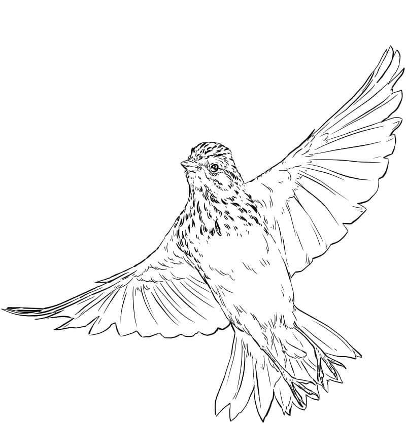 dibujo vesper sparrow volando para colorear