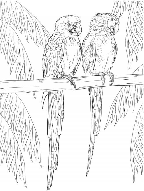 Dibujo de Gran Guacamayo para Colorear y Imprimir