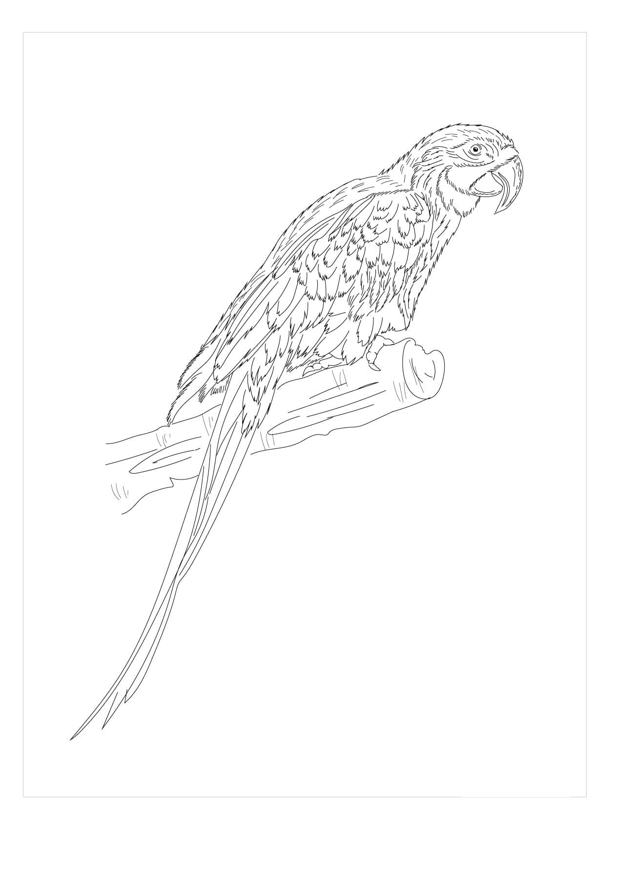 Dibujo de Guacamayo Azul y Amarillo para Colorear y Imprimir