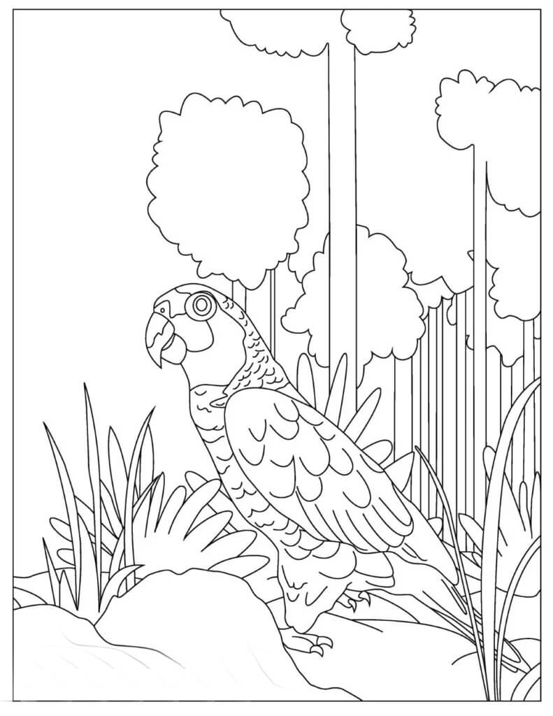 Dibujo de Guacamayo de Pie para Colorear y Imprimir