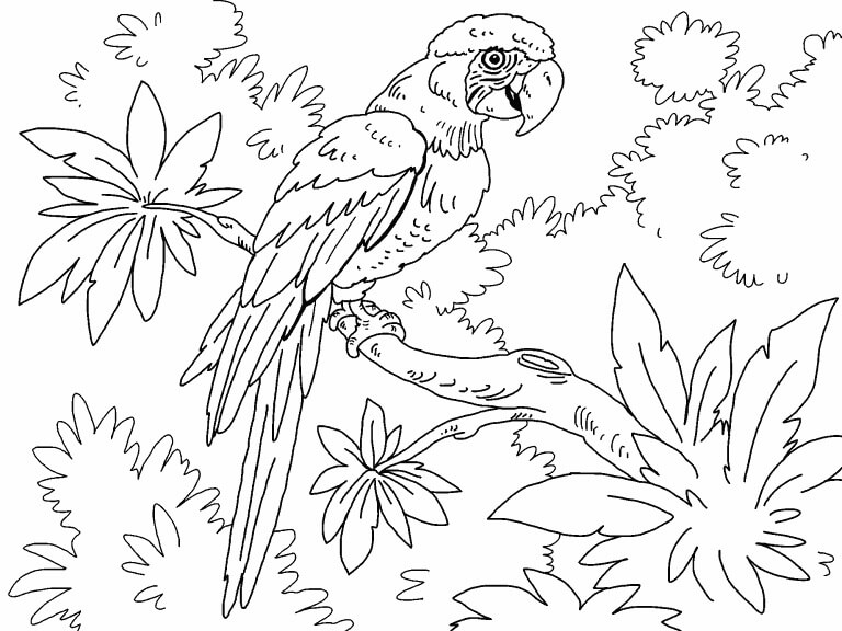 Dibujo de Guacamayo En La Selva para Colorear y Imprimir