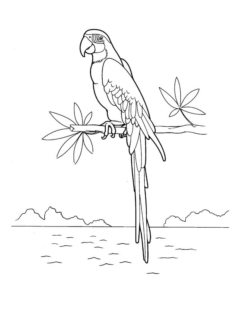 Dibujo de Guacamayo Encaramado En La Cima de Un Árbol Cerca de La Orilla Del Río para Colorear y Imprimir