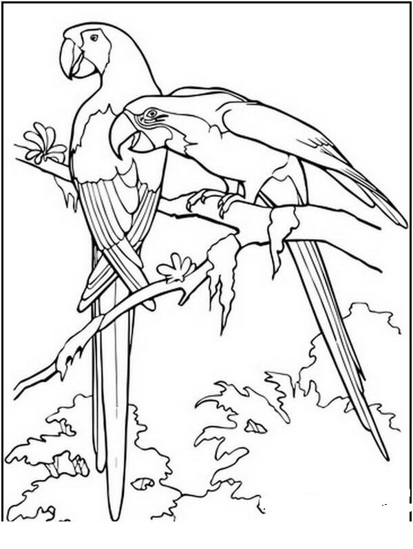 Dibujo de Guacamayo Guacamayo para Colorear y Imprimir
