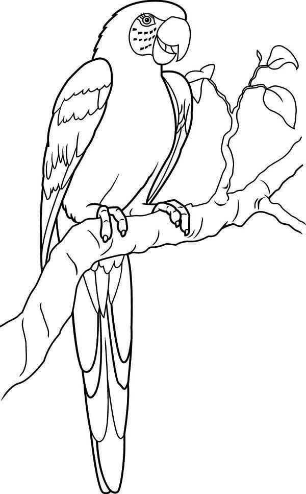 Dibujo de Guacamayo Impresionante para Colorear y Imprimir