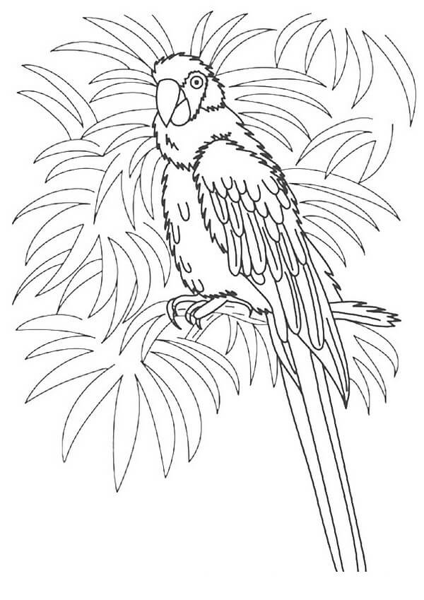 Dibujo de Guacamayo Imprimible para Colorear y Imprimir