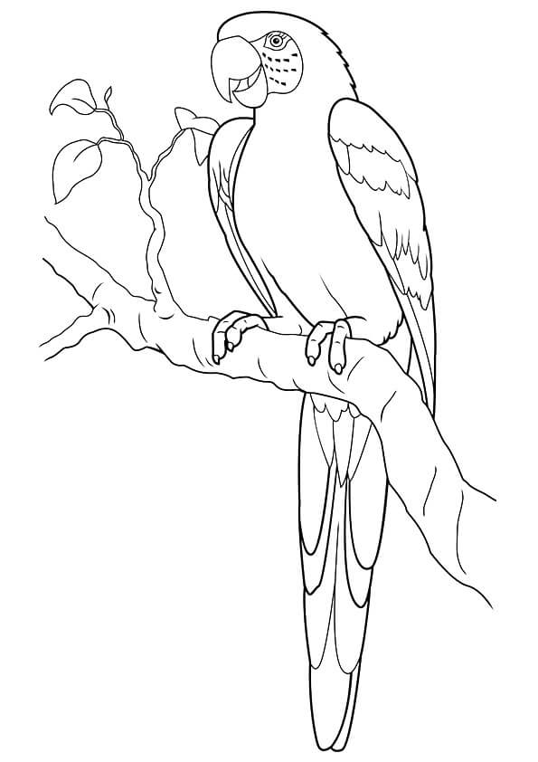 Dibujo de Guacamayo Jacinto En Una Rama para Colorear y Imprimir