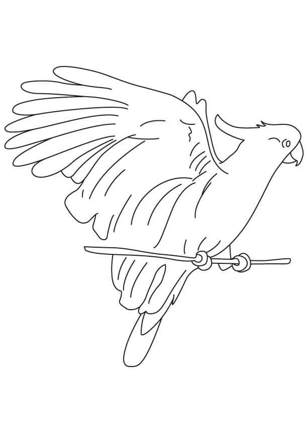Dibujo de Guacamayo Lindo para Colorear y Imprimir