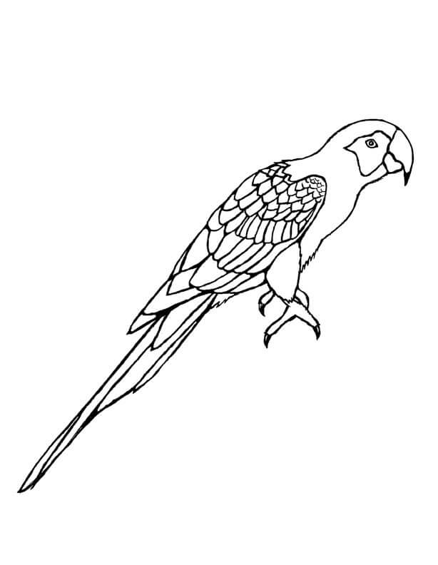 Dibujo de Guacamayo Normal para Colorear y Imprimir