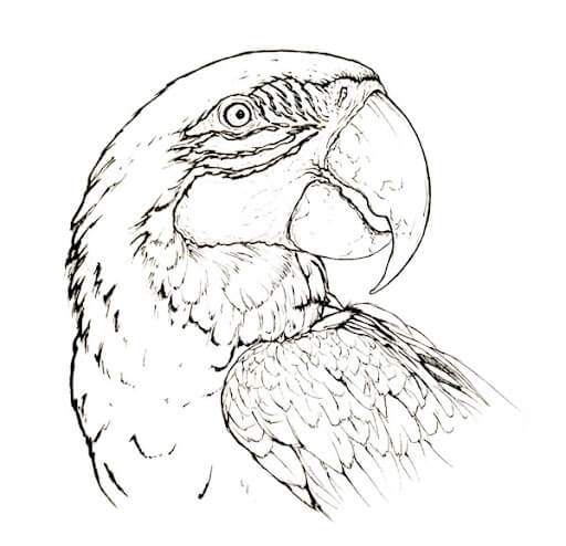 Dibujo de Guacamayo para Colorear y Imprimir
