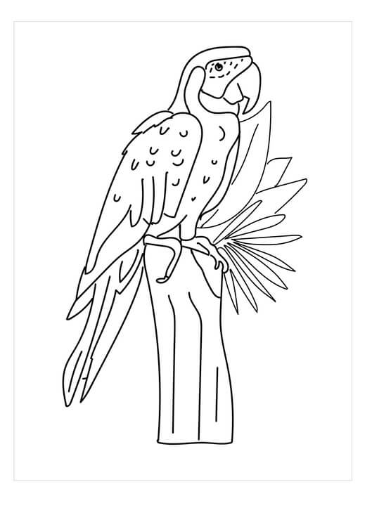 Guacamayo para Colorear