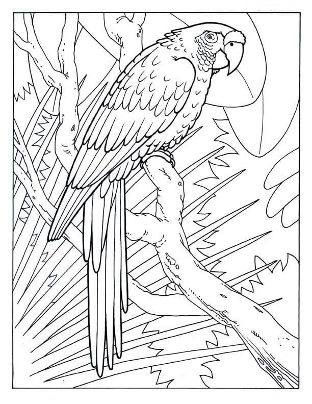 Dibujo de Guacamayo Simple para Colorear y Imprimir