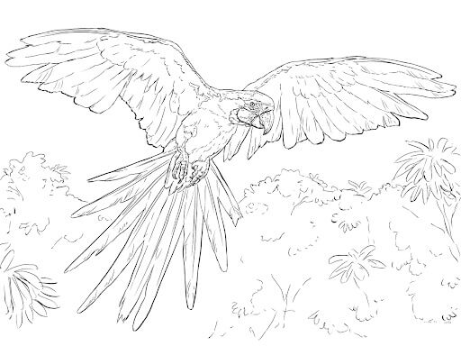 Dibujo de Guacamayo Volando En La Selva para Colorear y Imprimir