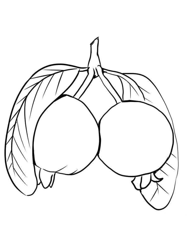 dibujo dos guayabas y hoja para colorear