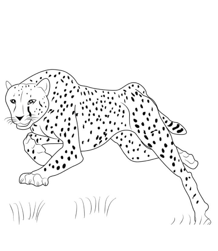 Guepardo para Colorear