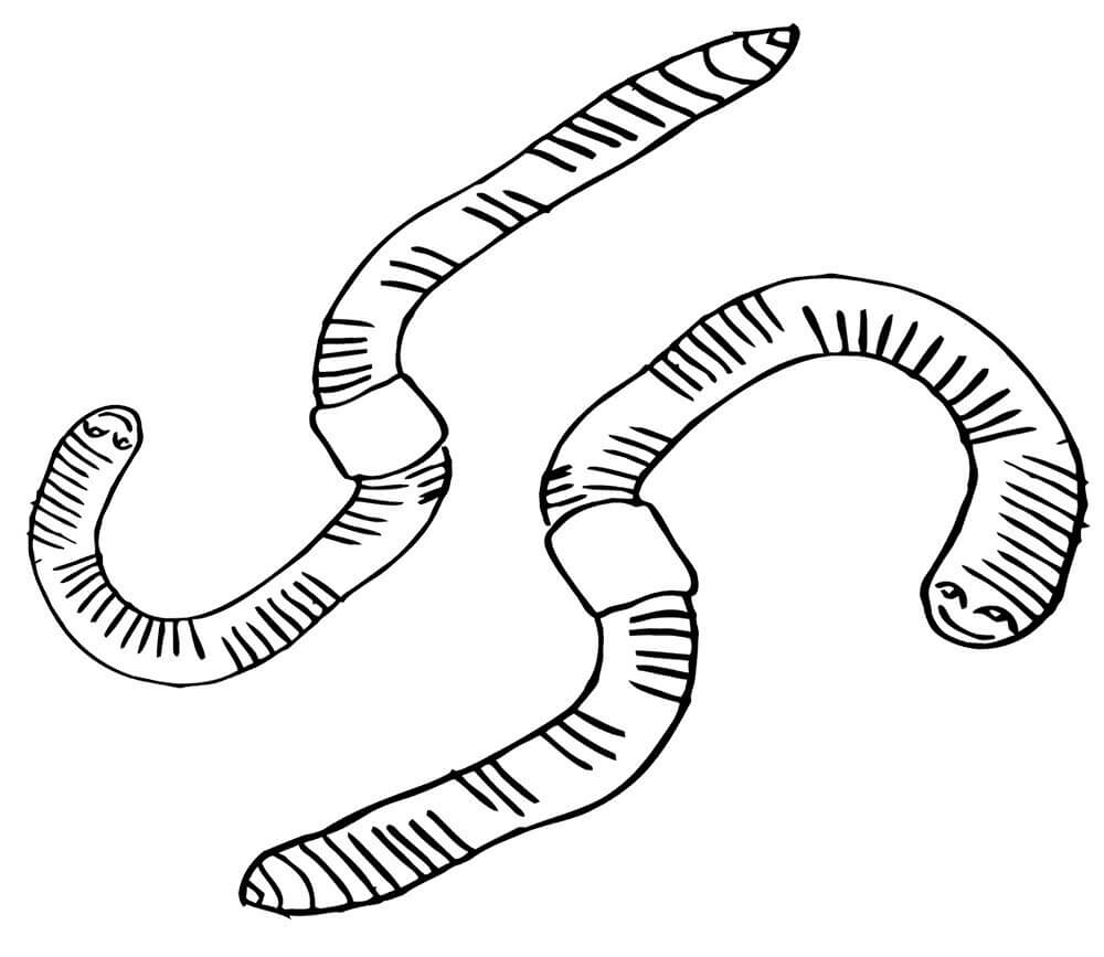 dibujo dos gusanos para imprimir y colorear