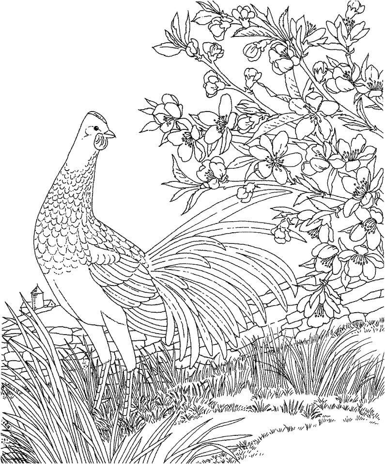 Dibujo de Gallina Azul para Colorear y Imprimir