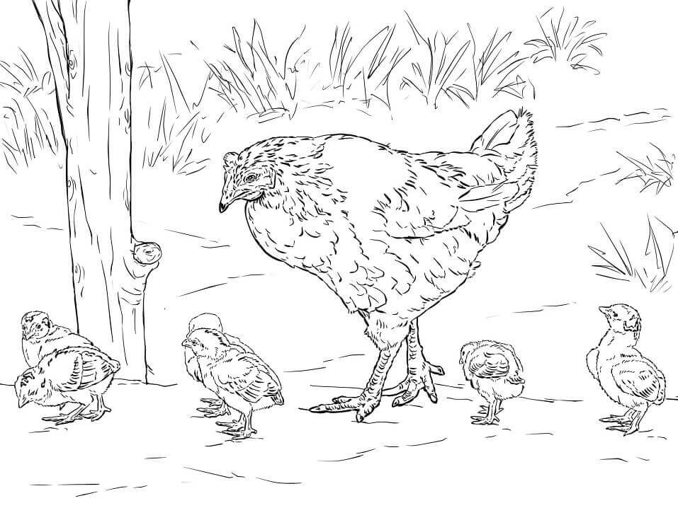 Dibujo de Gallina Con Pollitos para Colorear y Imprimir