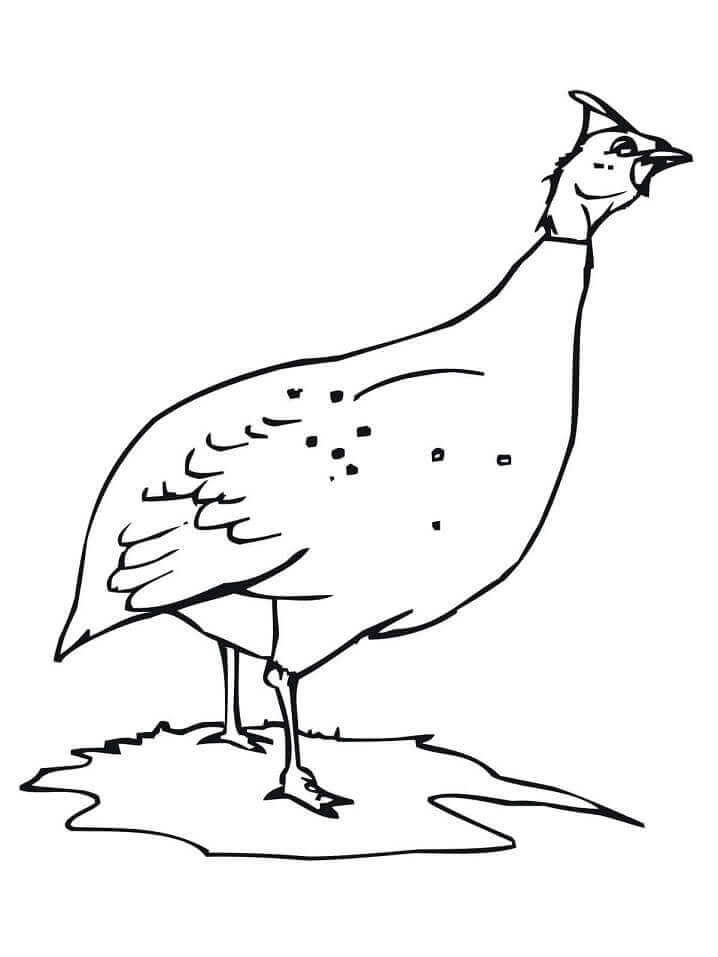 Dibujo de Gallina o Gallina de Guinea para Colorear y Imprimir
