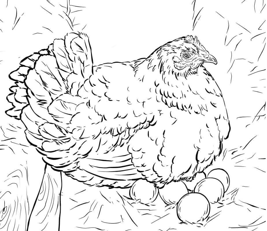 Dibujo de Gallina Poniendo Huevos para Colorear y Imprimir