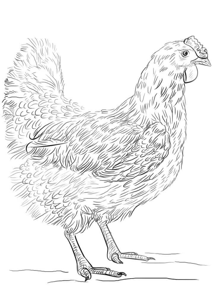Dibujo de Gallina Realista para Colorear y Imprimir