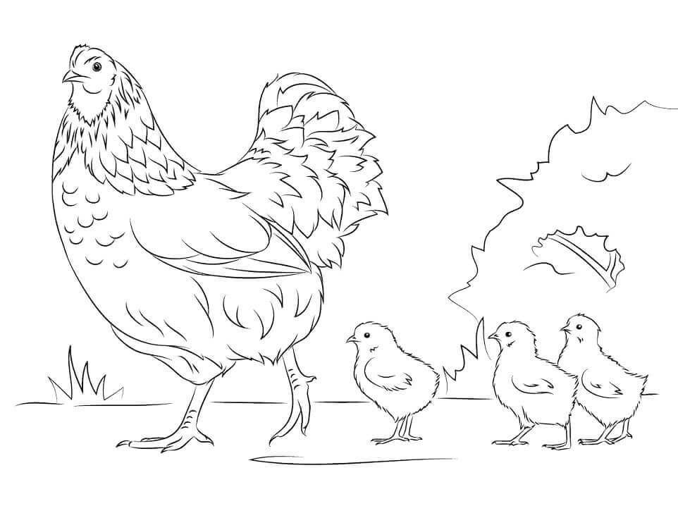 Dibujo de Gallina y Pollitos para Colorear y Imprimir