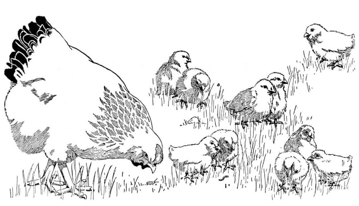 Dibujo de Madre Gallina Con Pollitos para Colorear y Imprimir