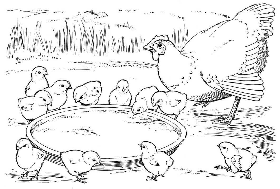 Dibujo de Madre Gallina y Pollitos para Colorear y Imprimir