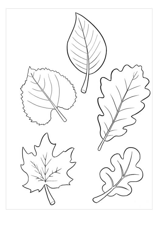 Dibujo de Cinco Hojas para Colorear y Imprimir